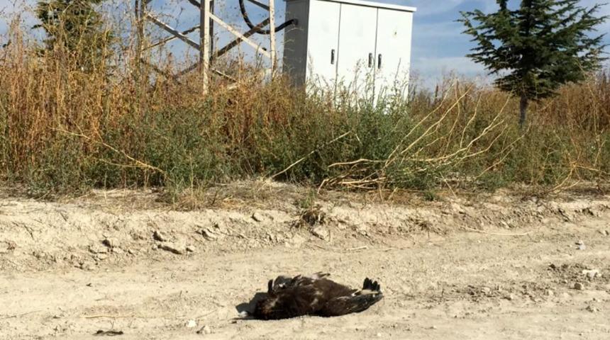 Bulgaristan'da verici takılan kartal, Konya'da ölü bulundu: Başka ölümler de var
