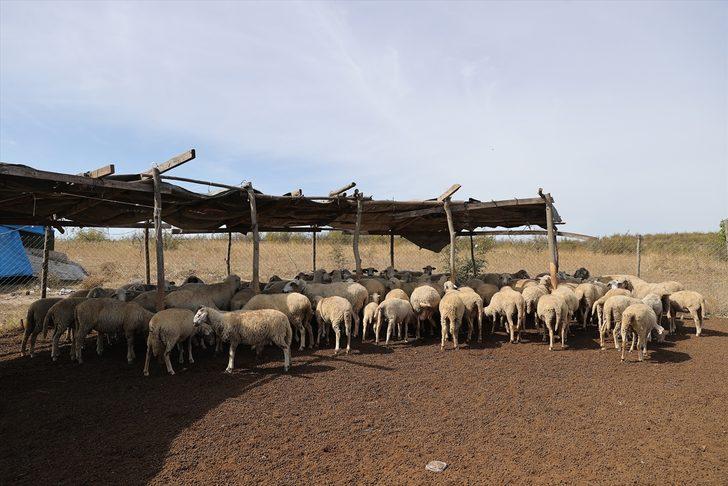 GÜNCELLEME - Edirne'de "mavi dil" hastalığı görülen 8 köyde karantina başlatıldı G2