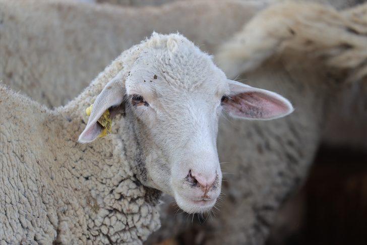 GÜNCELLEME - Edirne'de "mavi dil" hastalığı görülen 8 köyde karantina başlatıldı G3