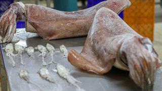 İzmirli balıkçıların ağına takıldı! Boyu 1 metre, 16 kilogram ağırlığında: Meslek hayatımda ilk defa görüyorum