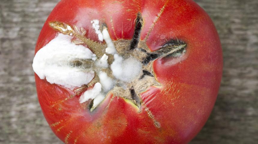 &Ccedil;&uuml;r&uuml;yen domatesleri atarsanız &ccedil;ok &uuml;z&uuml;l&uuml;rs&uuml;n&uuml;z! &Ccedil;&uuml;r&uuml;k domateslerle meğer neler neler yapılıyormuş...