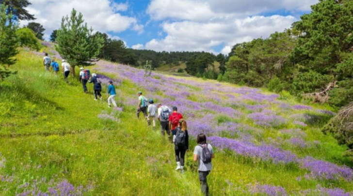 Sivas’ın ormanları doğa severleri ağırlıyor! Havası Karadeniz yaylalarını aratmıyor G1