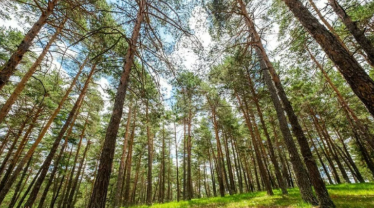 Sivas’ın ormanları doğa severleri ağırlıyor! Havası Karadeniz yaylalarını aratmıyor G3