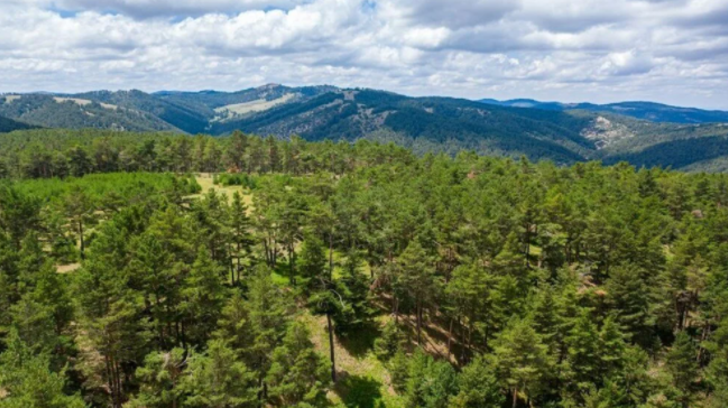 Sivas’ın ormanları doğa severleri ağırlıyor! Havası Karadeniz yaylalarını aratmıyor G5