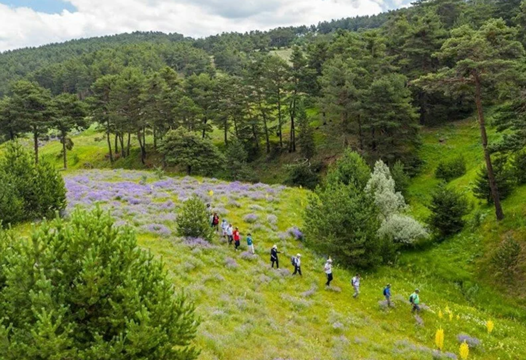 Sivas&rsquo;ın ormanları doğa severleri ağırlıyor! Havası Karadeniz yaylalarını aratmıyor