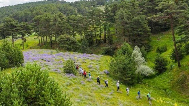 Sivas’ın ormanları doğa severleri ağırlıyor! Havası Karadeniz yaylalarını aratmıyor
