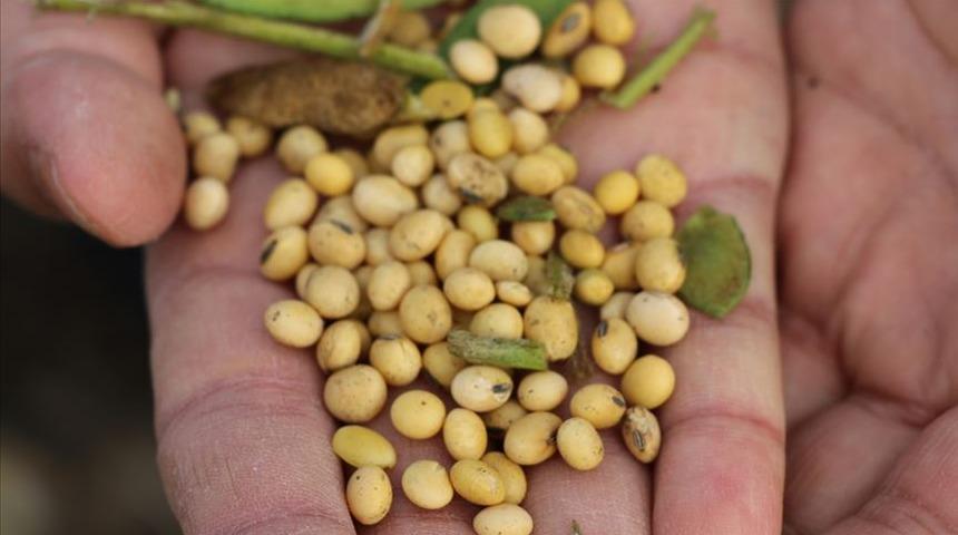 Soya kanser riskini azaltıyor