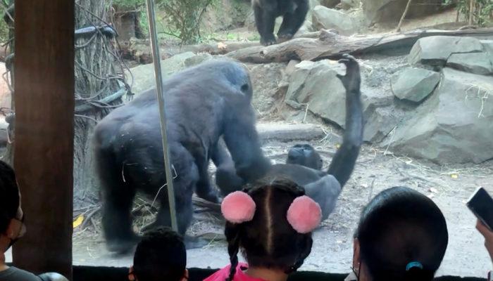 New York'taki hayvanat bahçesinde panik! Goriller oral seks yapmaya başlayınca...