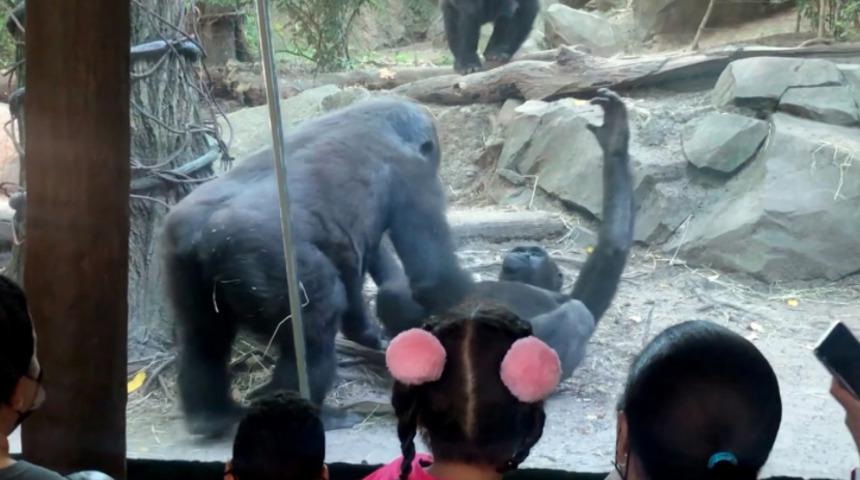 New York'taki hayvanat bahçesinde panik! Goriller oral seks yapmaya başlayınca...