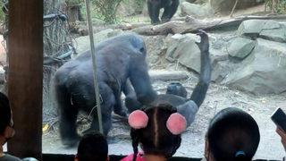 New York'taki hayvanat bahçesinde panik! Goriller oral seks yapmaya başlayınca...