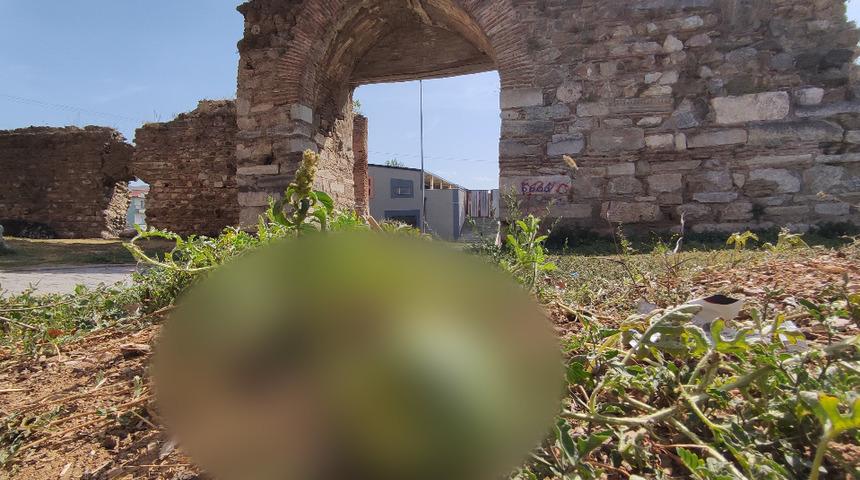  2 bin yıllık surların içinden çıktı, kimse koparmaya kıyamadı