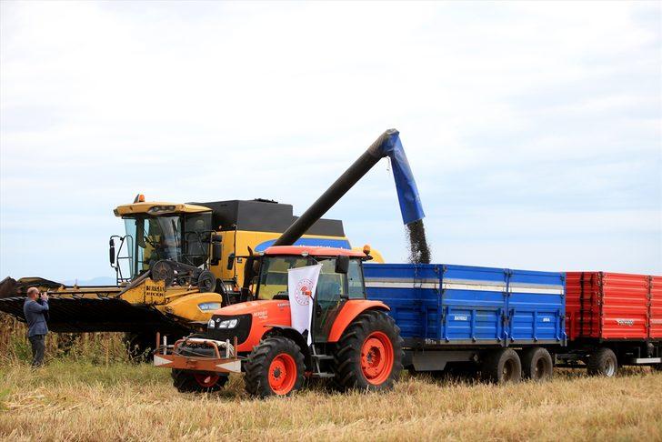 Trakya'da kuraklık nedeniyle ayçiçeği verimi azaldı G1