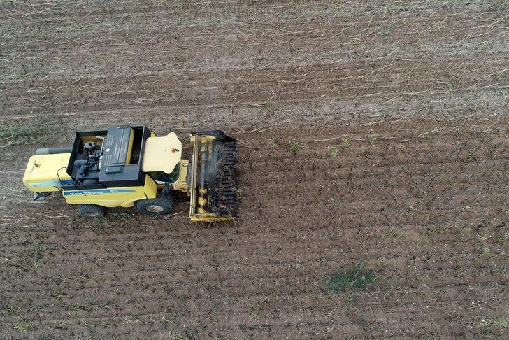 Trakya'da kuraklık nedeniyle ayçiçeği verimi azaldı G2