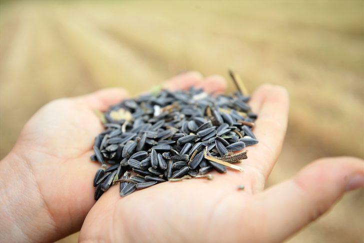 Trakya'da kuraklık nedeniyle ayçiçeği verimi azaldı G4