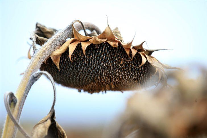 Trakya'da kuraklık nedeniyle ayçiçeği verimi azaldı G5