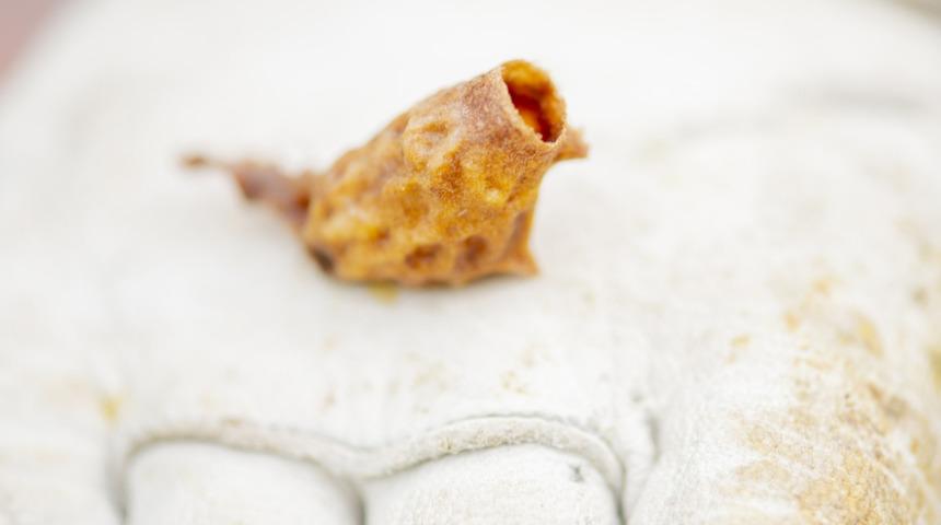 Bilimsel olarak kanıtlandı! Arı ürünleri kemoterapinin yan etkilerini azaltıyor