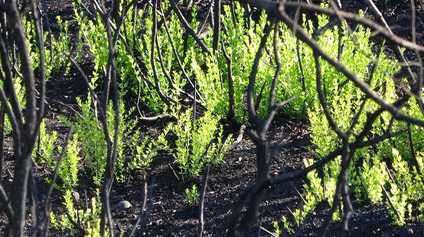 Siyahtan yeşile dönüş! Yangından 2 ay sonra umudun doğuşu 