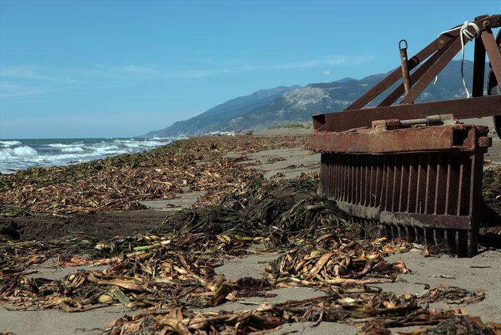 Asi Nehri'nin taşmasıyla sahili kaplayan su sümbülleri temizleniyor G1