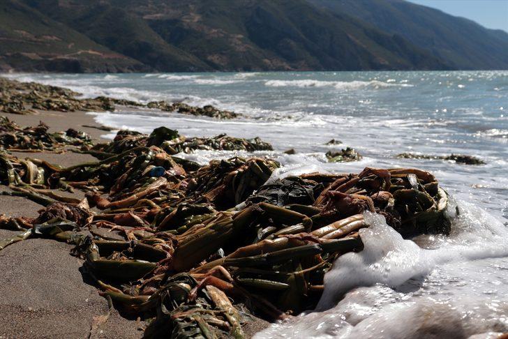 Asi Nehri'nin taşmasıyla sahili kaplayan su sümbülleri temizleniyor G2
