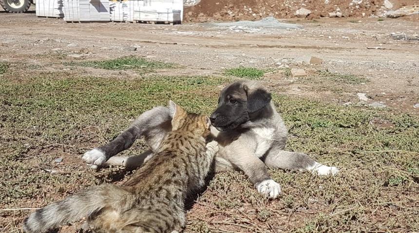 Yavru kedi ve köpeğin dostluğu görenleri şaşırtıyor