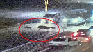 Domuzlara çarpmamak için ani fren yaptı: 4 araç birbirine girdi