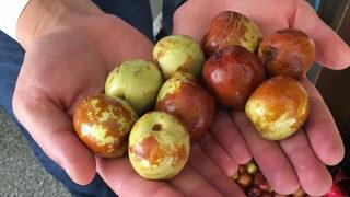 Faydaları saymakla bitmiyor! Ölümsüzlük meyvesi hünnaba yoğun ilgi