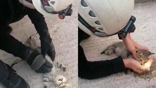 Kalbi duran kediyi hayata döndürmek için dakikalarca kalp masajı yaptı!