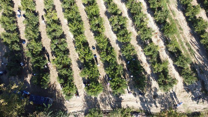 Denizlili nar üreticisi, sezondan umutlu G1