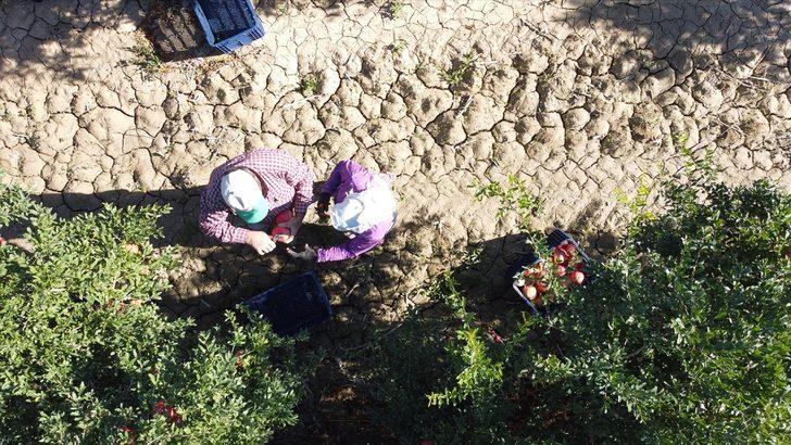 Denizlili nar üreticisi, sezondan umutlu G2