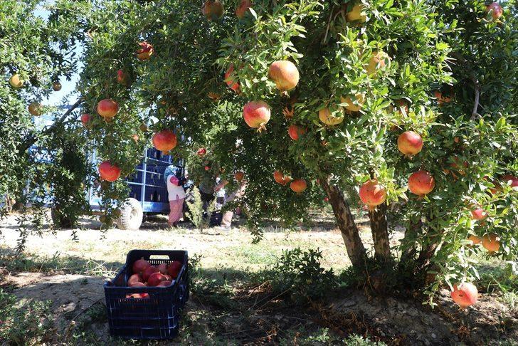Denizlili nar üreticisi, sezondan umutlu G3
