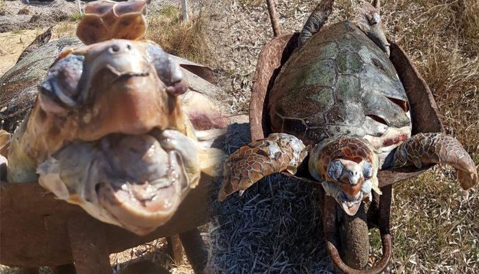 Kahreden görüntü! Ağzında poşetle kıyıya vurdu