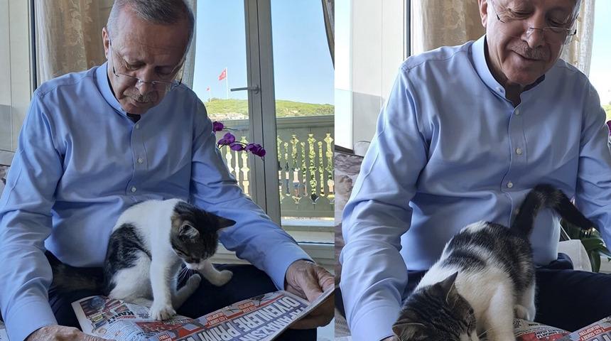 Cumhurbaşkanı Erdoğan'dan kedili fotoğraf
