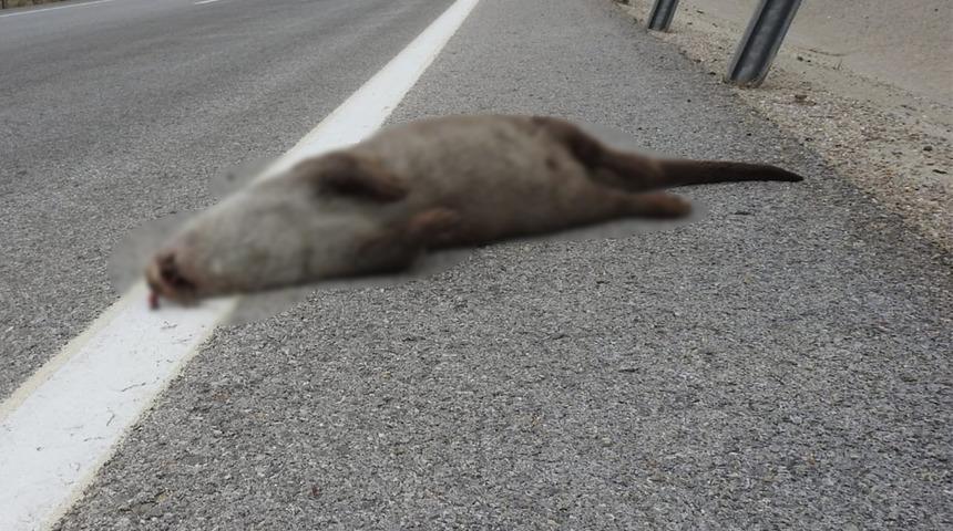 Karayolunda su samuru şaşkınlığı! Aracın çarpmasıyla telef oldu