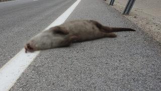 Karayolunda su samuru şaşkınlığı! Aracın çarpmasıyla telef oldu