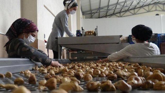 Kuraklık vurdu! Kilosu 100 liraya yükseldi