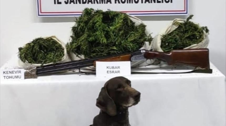 Ordu'da 12 kilo 350 gram esrar ele geçirildi