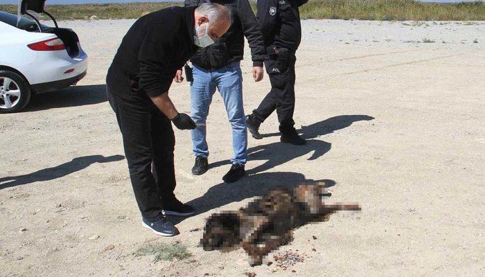 Korkunç görüntü! Yakıldığı iddia edilmişti, gerçek ortaya çıktı