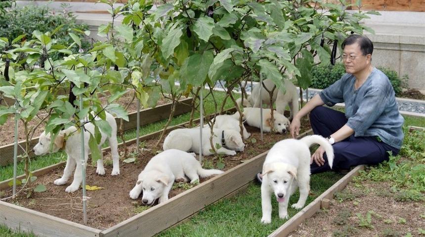 G&uuml;ney Kore lideri Moon: K&ouml;pek eti t&uuml;ketimini yasaklamanın zamanı geldi