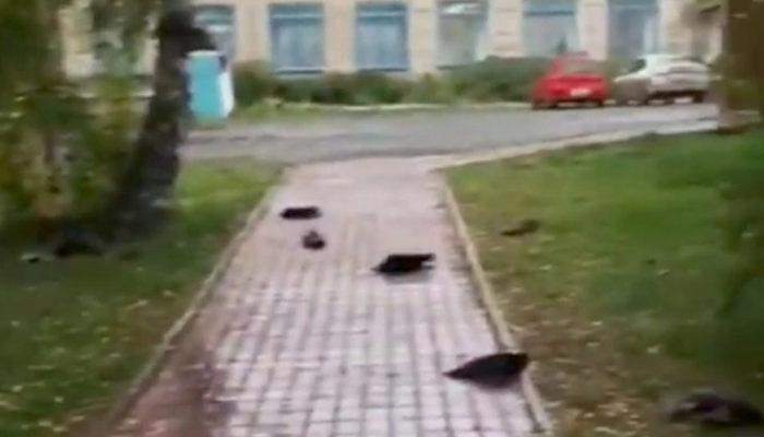 Rusya, gizemli kuş ölümlerini konuşuyor! ''Kıyamet sahnesi gibi''