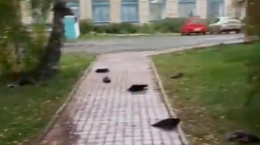 Rusya, gizemli kuş ölümlerini konuşuyor! ''Kıyamet sahnesi gibi''