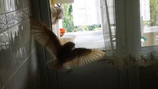 Evde baykuş paniği! Görünce korkup kaçtılar