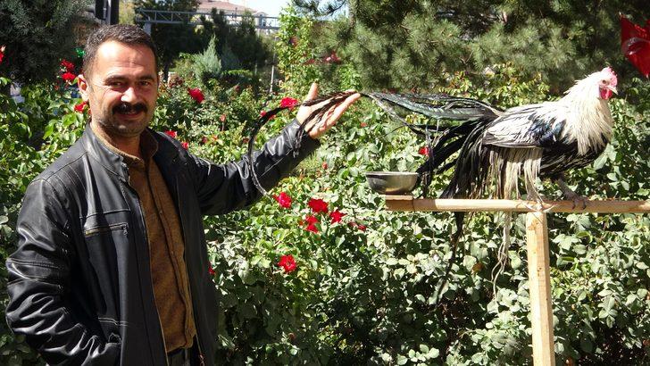 Yer: Van! Bu horoz kendini ‘papağan’ sanıyor: Hiç aşağı inmiyor G1