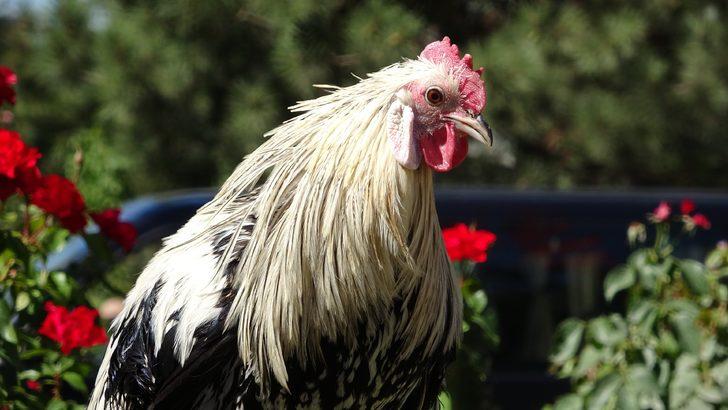 Yer: Van! Bu horoz kendini ‘papağan’ sanıyor: Hiç aşağı inmiyor G3