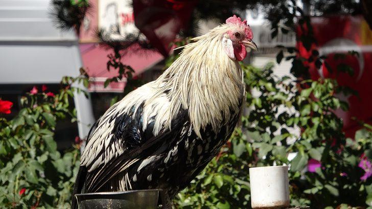 Yer: Van! Bu horoz kendini ‘papağan’ sanıyor: Hiç aşağı inmiyor G4