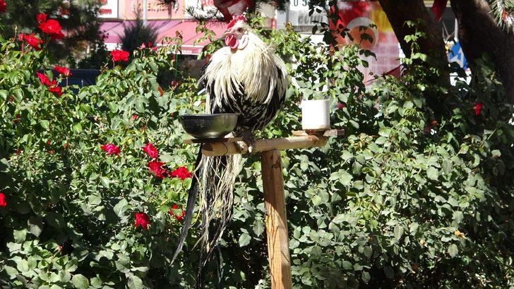 Yer: Van! Bu horoz kendini ‘papağan’ sanıyor: Hiç aşağı inmiyor G5