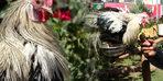 This rooster thinks it's a 'parrot': it never goes down