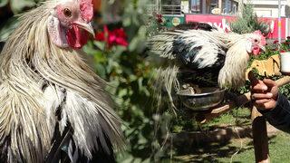 Yer: Van! Bu horoz kendini ‘papağan’ sanıyor: Hiç aşağı inmiyor