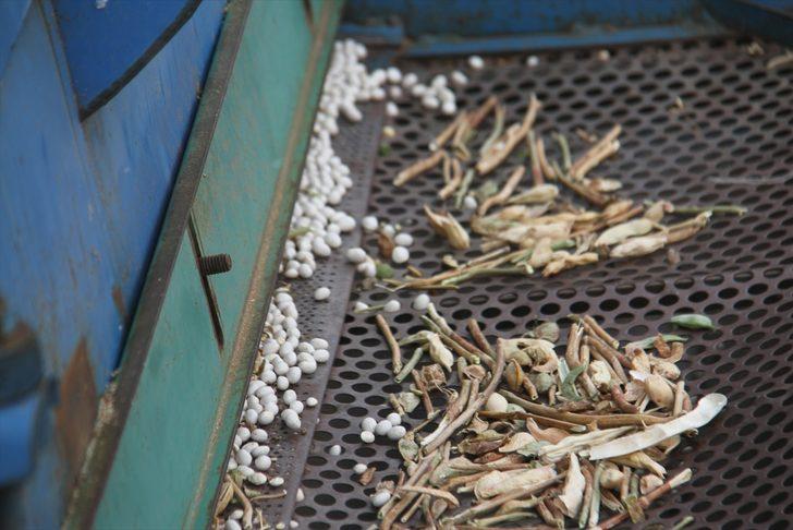 Konya'nın coğrafi işaretli ürünü Çetmi fasulyesi üreticisinin yüzünü güldürdü G1