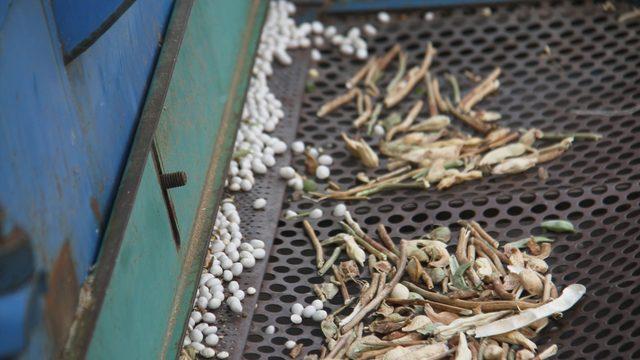 Konya'nın coğrafi işaretli ürünü Çetmi fasulyesi üreticisinin yüzünü güldürdü