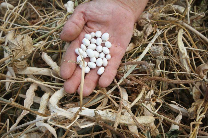 Konya'nın coğrafi işaretli ürünü Çetmi fasulyesi üreticisinin yüzünü güldürdü G4